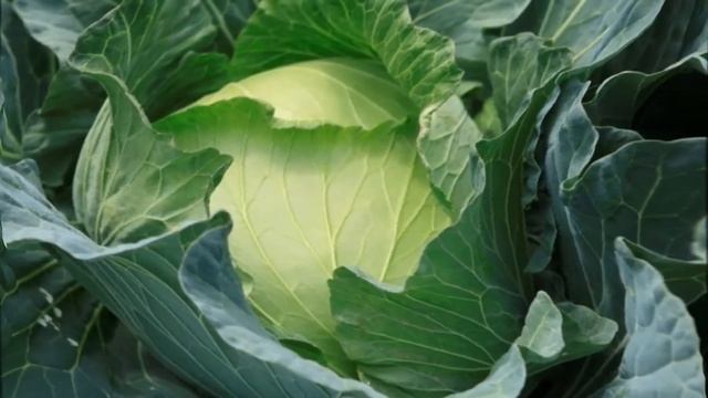 Как часто поливать капусту смотреть онлайн