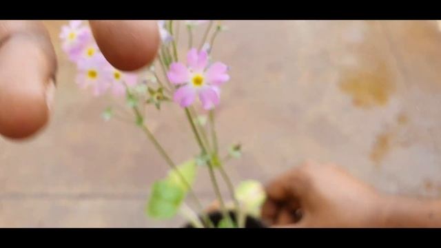 Plants Of Coonoor- Primulus Malacoides | Fairy Primrose
