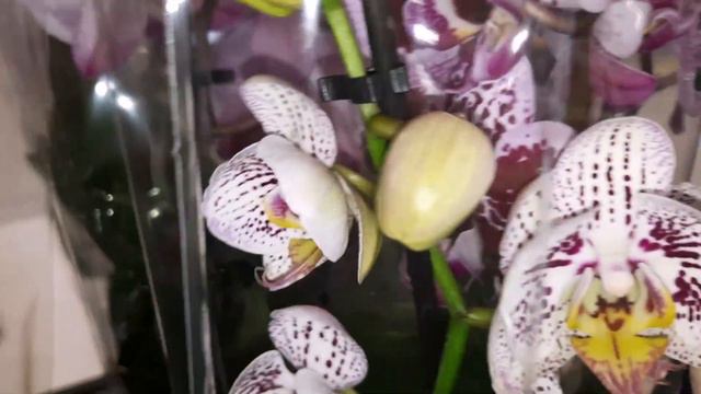 Обзор Орхидей в Леруа( с ценами!) смотреть онлайн