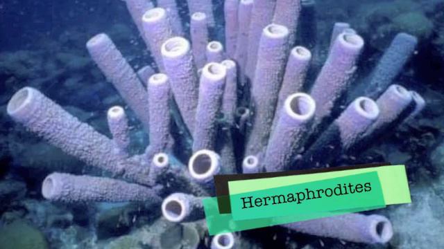 Sponges! - Invertebrates смотреть онлайн