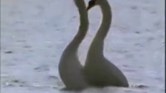 Лебеди смотреть онлайн