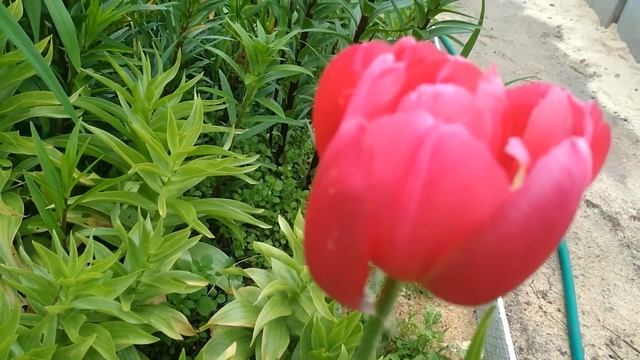 Поздние тюльпаны смотреть онлайн