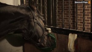 Как устроена конюшня?