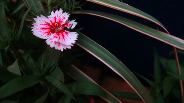 Clavelinas: Cuidados Básicos En Casa | ¡Flores Resistentes Al Sol Directo!