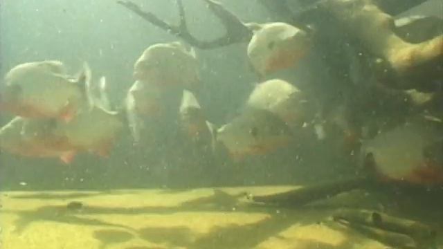 Life on the Orinoco River смотреть онлайн