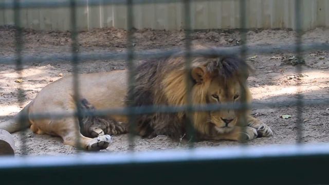 Фельдман Экопарк, каждой твари по паре смотреть онлайн