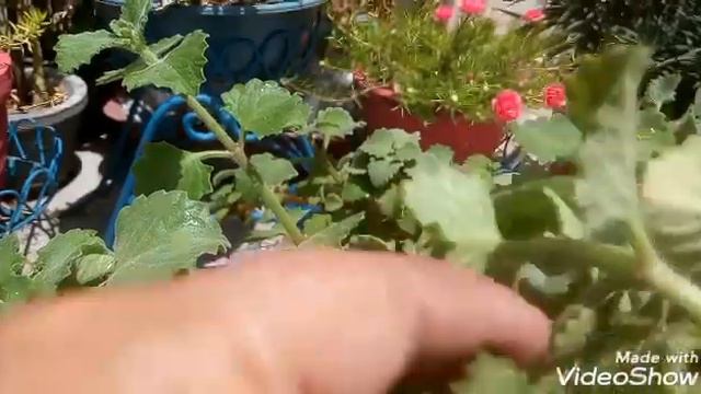 208 -2 Din Se Lekar Hafte Me Sadabahar Cuban Oregano /Ajwain Leaf Ke Deron Plants Cutting Se Bnayen