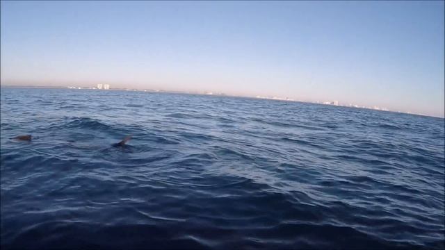 First Fish Of 2017 Dania Beach Offshore Kayak Fishing