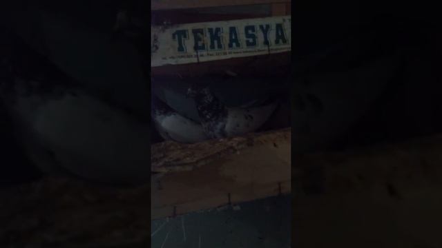 Голубей разные породы смотреть онлайн