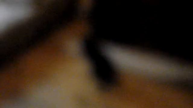 Курцхаар 2.5 мес против Немецкой Овчарки 2.5 мес ))) смотреть онлайн