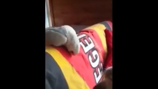 злой попугай достает собаку смотреть онлайн