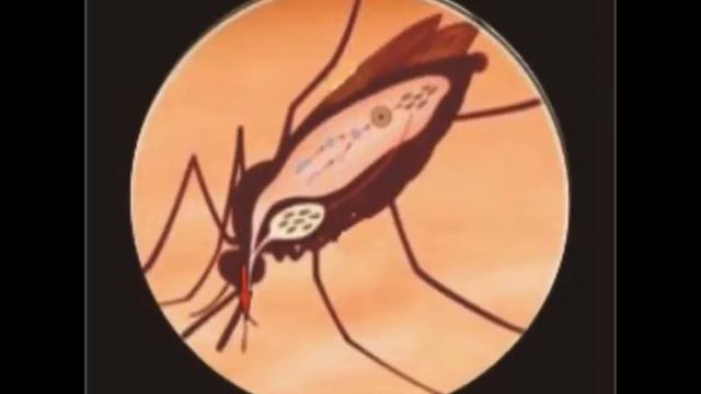 Ronald Ross and Giovanni Battista Grassi смотреть онлайн