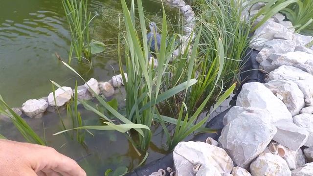 Известкуем пруд! боремся с водорослями, новые растения, коряжка, известь помогла ли? (Июнь 2019) смотреть онлайн