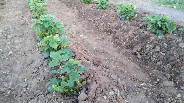 Құлпынайлардың күтімі. Құлпынай өсіру. Құлпынайды қалай өсіреміз? Құлпынайды қалай күтеміз? Құлпына смотреть онлайн