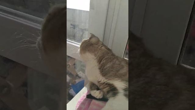 какую песню мии бойки выберите вы? смотреть онлайн