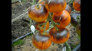 Томат Яркий самоцвет