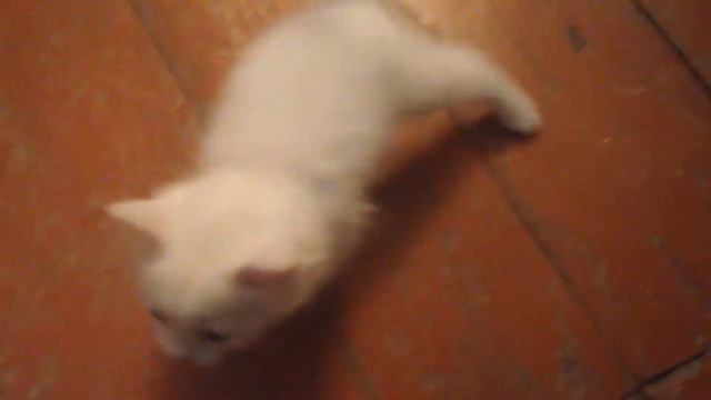 Самый красивый кот в мире смотреть онлайн