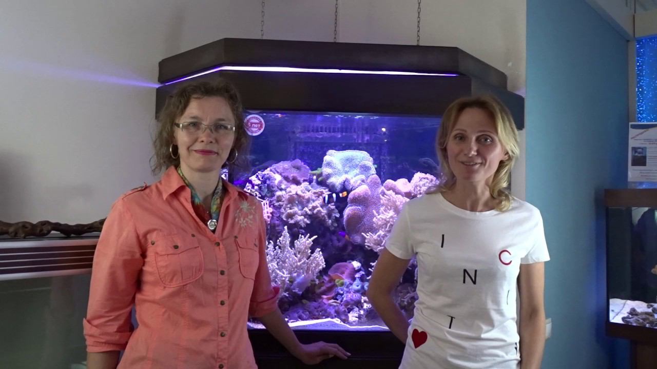 Зачем печенье в аквариуме? смотреть онлайн