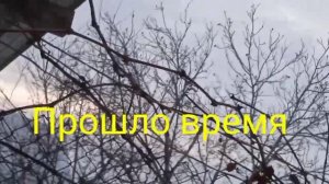 Где ночует синица?! ??