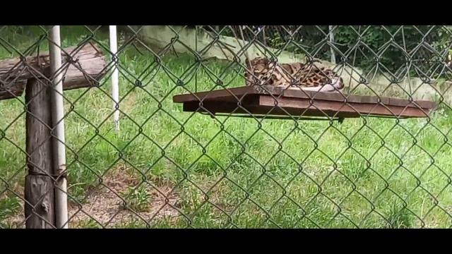Сафари парк город Геленджик! часть 1я смотреть онлайн