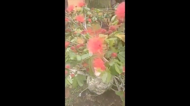 Powder Puff Plant (Calliandra) - Beautiful Plant