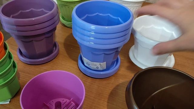 Гипоэстес. Повесил листья. Можно ли спасти? смотреть онлайн