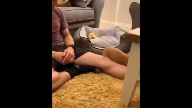 Веселая жизнь животных. Выпуск №23 смотреть онлайн