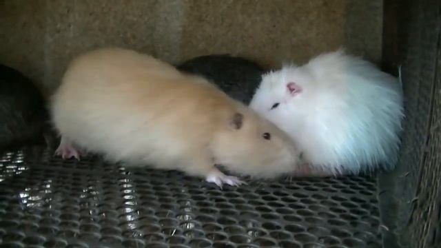 НУТРИЯ с чего начать и сколько стоит смотреть онлайн