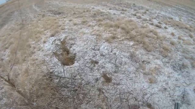 Охота на зайца с дратхааром. ЗАЯЧЬЕ ЭЛЬДОРАДО. 3:2 в пользу зайцев. смотреть онлайн