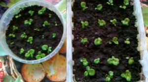 Выращиваем примулу из семян.