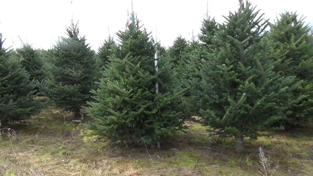 Пихта Фразера (срезанная новогодняя пихта)  22282