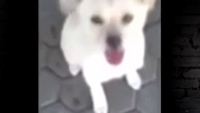 Стас Давыдов #301 - Они существуют Р_Р смотреть онлайн