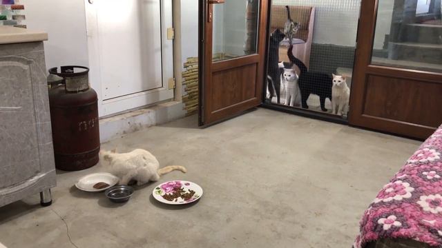 #35 Забавные животные/ Милые животные