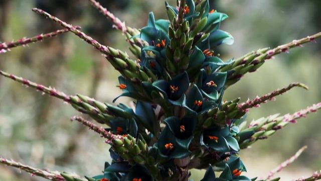 Sapphire Tower - San Diego Botanical Gardens смотреть онлайн