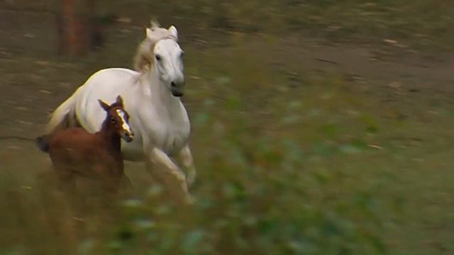 Australia's Wild Horses And Their Remarkable Story Of Survival | Horse: In The Wild | Real Wild смотреть онлайн
