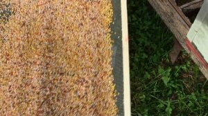 Сбор пыльцы донными пыльцесборниками.