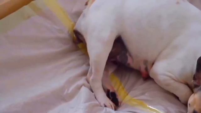 French bulldog | французский бульдог | life style смотреть онлайн