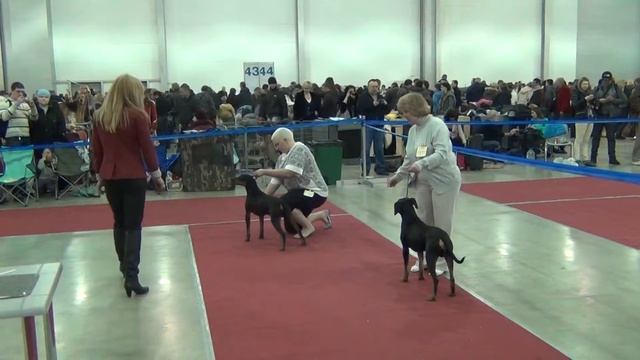 Евразия 2012, немецкий пинчер, кобели сравнение резерв.MTS смотреть онлайн