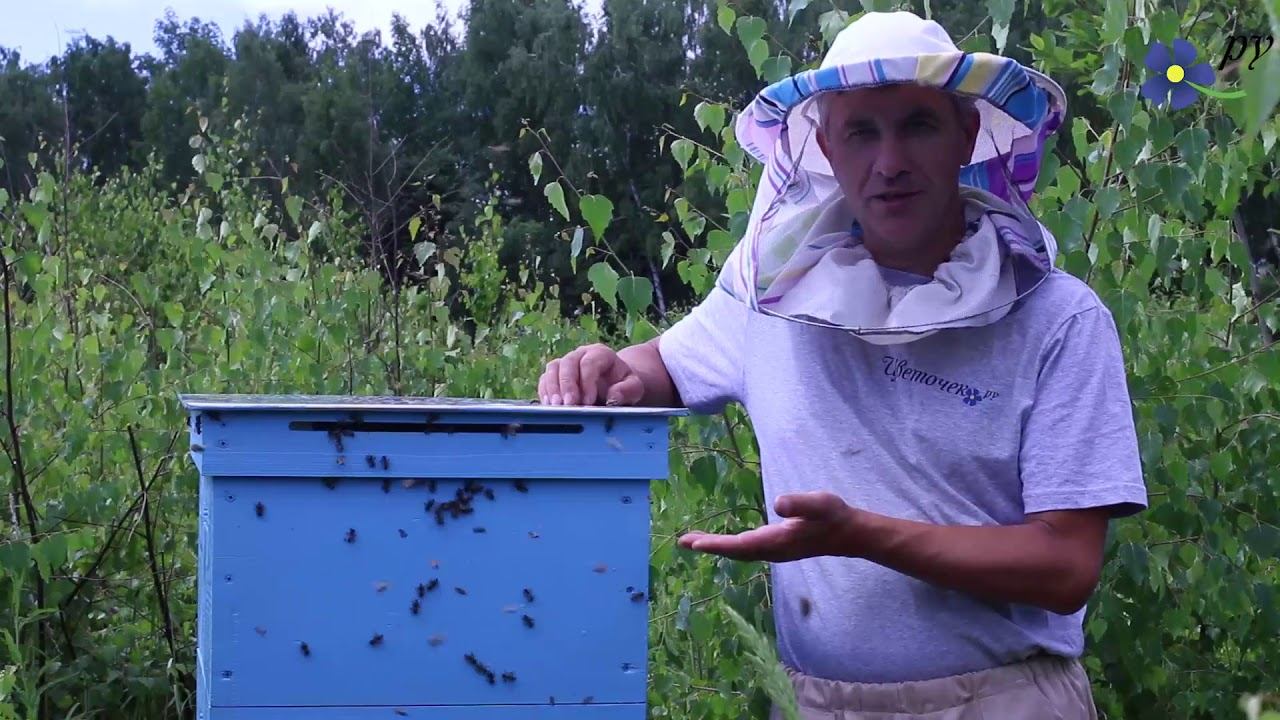 Пчелы Карника стали злыми смотреть онлайн
