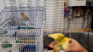Приручаем двоих неразлучников одновременно.