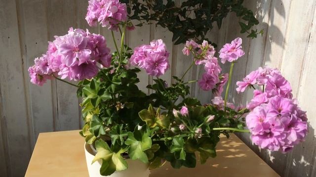 Плющелистная пеларгония PAC Lilac Rose (Пак Лилак Роуз) смотреть онлайн