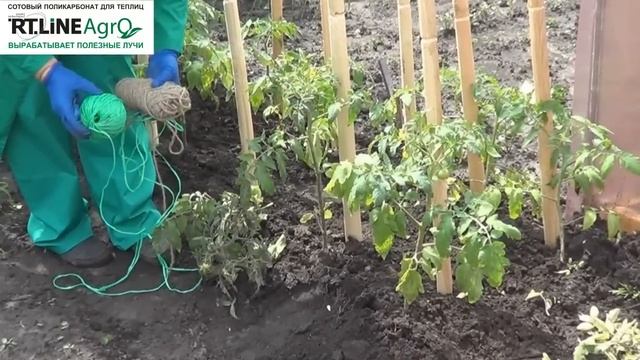 Как подвязать томаты в открытом грунте. Простой способ подвязки томатов в открытом грунте. смотреть онлайн