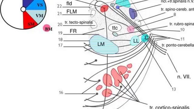 tr tecto spinalis смотреть онлайн