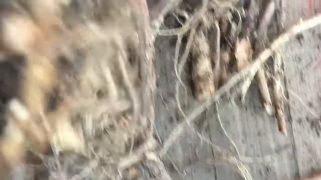 Обрезка хмеля на ризомы смотреть онлайн