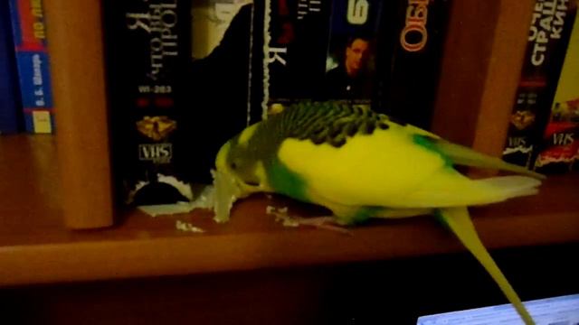 Попугай ест бумагу смотреть онлайн