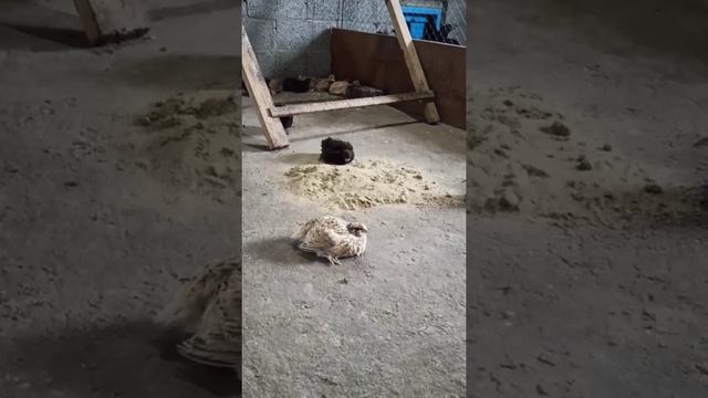 Перепела в вольере смотреть онлайн