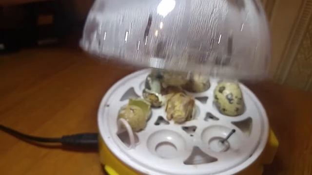 Двойная радость на перепелиной ферме "Лунатики". Успешная инкубация в домашних условиях. смотреть онлайн