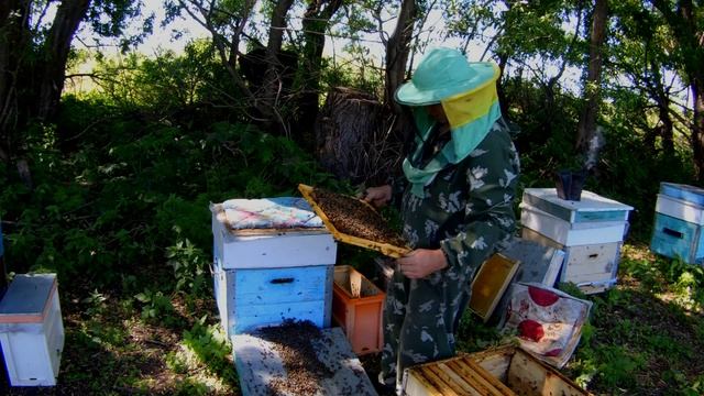 Искусственное роение пчел! Отделение пчел от расплода! Перезапуск семьи! смотреть онлайн