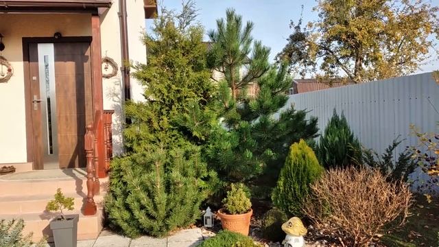 Сколько Посадить Хвойных на Участке? Хвойные в Ландшафтном дизайне нашего Участка? #garden #сад смотреть онлайн