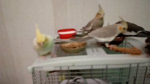 Птенцы кореллы 2 месяца (57 дней) едят корм